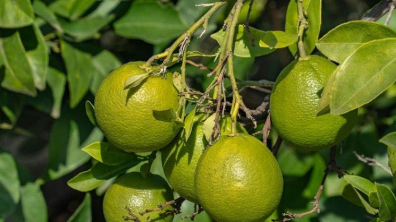 Evde limon ağacı nasıl yetiştirilir? Balkonda limon ağacı yetiştirme yöntemleri