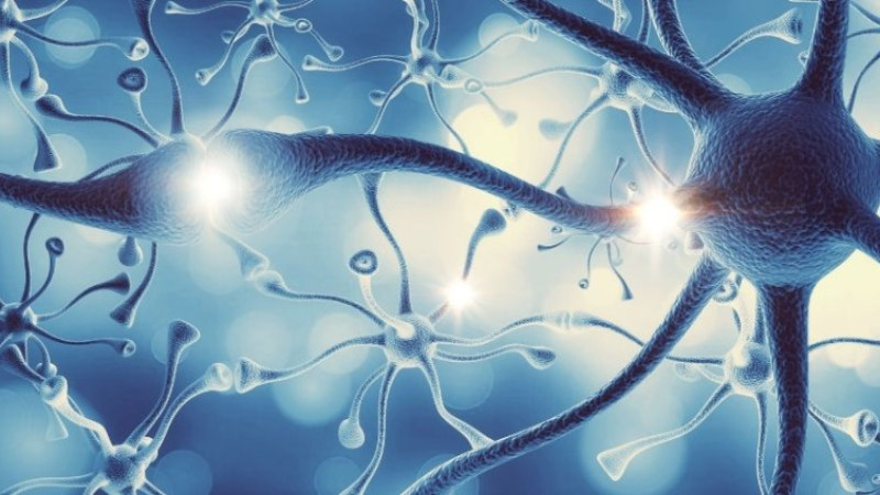 B12 vitamini nelerdir ve hangi bitki, meyve sebzede olur? Ne işe yarar?