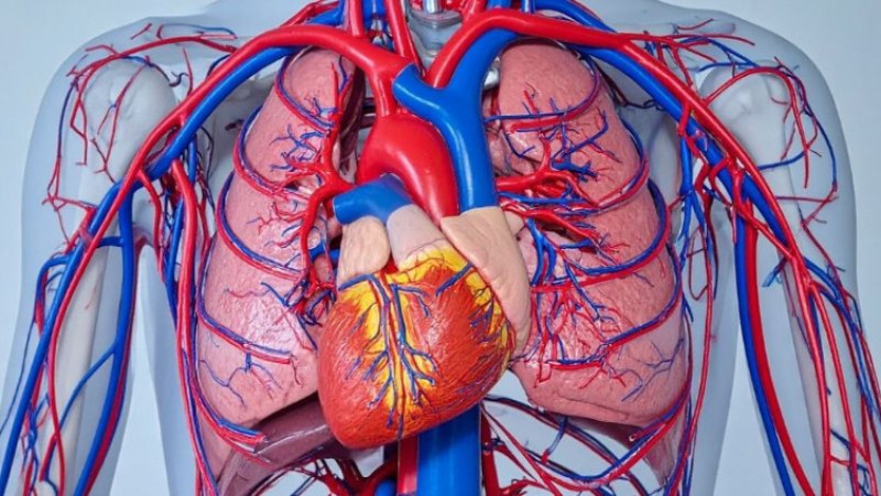 Crebros 5 mg Nedir, Ne İşe Yarar, Nasıl Kullanılır, Kimler Kullanır ve Yan Etkileri Neler? Fiyatı...
