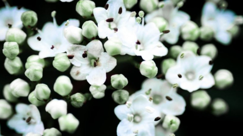 İlk cemre havaya ne zaman düşecek? 2026 cemre düşme tarihleri