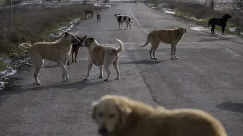 İçişleri'nden sokak köpekleri kararı! 3 belediye başkanı hakkında işlem